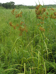 Scirpus lushanensis