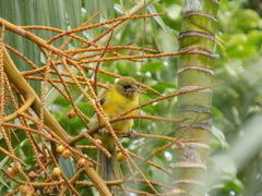 Icterus graduacauda
