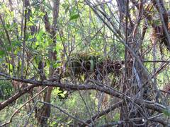 Tillandsia roland-gosselinii