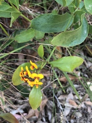 Daviesia corymbosa