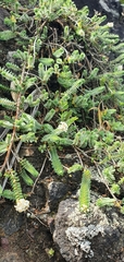 Pimelea urvilleana