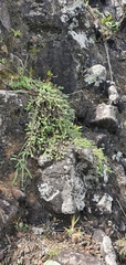 Pimelea urvilleana