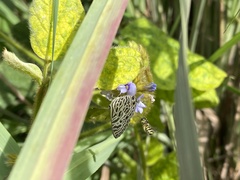 Leptotes plinius
