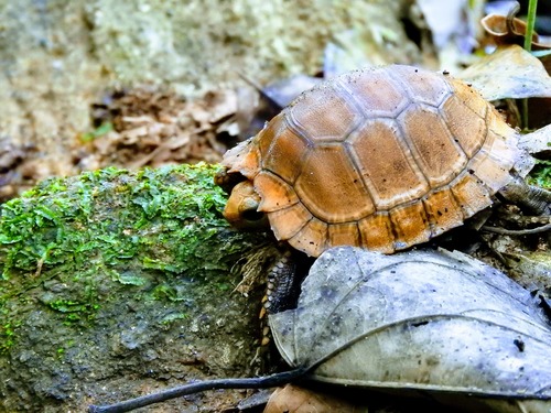 Travancore Tortoise