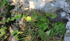 Campanula alliariifolia