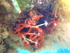 Watersipora subtorquata