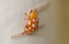 Halyzia sedecimguttata