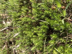 Acrotriche serrulata