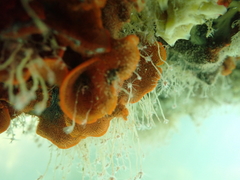 Watersipora subtorquata