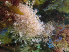 Ectopleura crocea