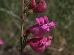 Penstemon floridus floridus
