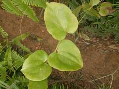 Smilax melastomifolia