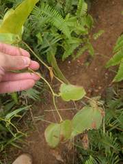 Smilax melastomifolia