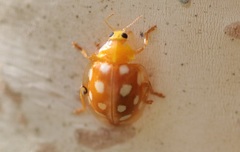 Halyzia sedecimguttata