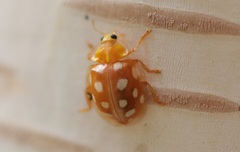 Halyzia sedecimguttata