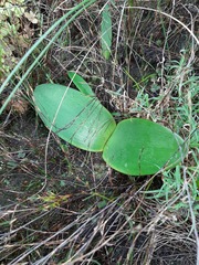 Haemanthus