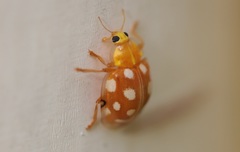 Halyzia sedecimguttata