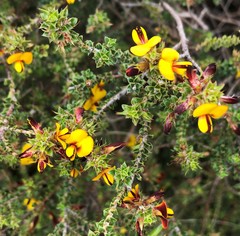 Pultenaea densifolia