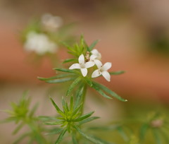 Asperula scoparia