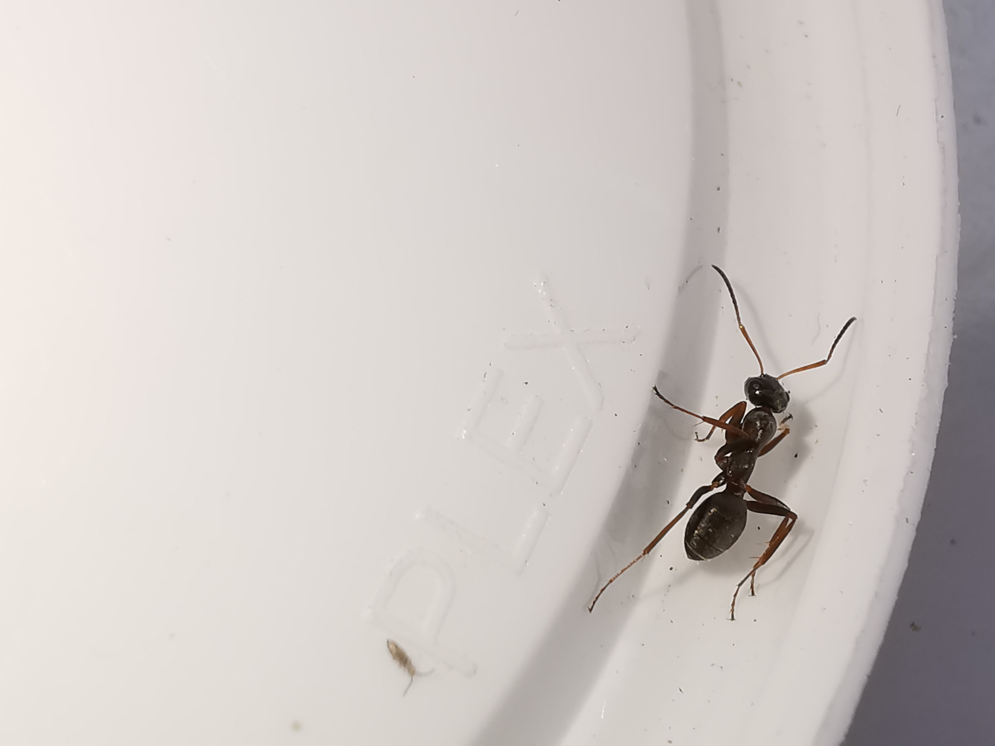 Formica cunicularia