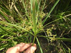 Cyperus sexangularis