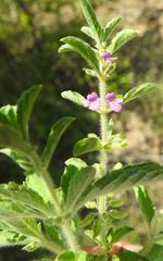 Endostemon tereticaulis