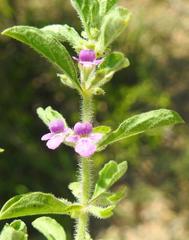 Endostemon tereticaulis