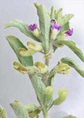 Endostemon tereticaulis