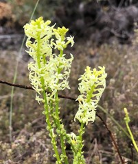 Stackhousia aspericocca
