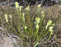 Stackhousia aspericocca