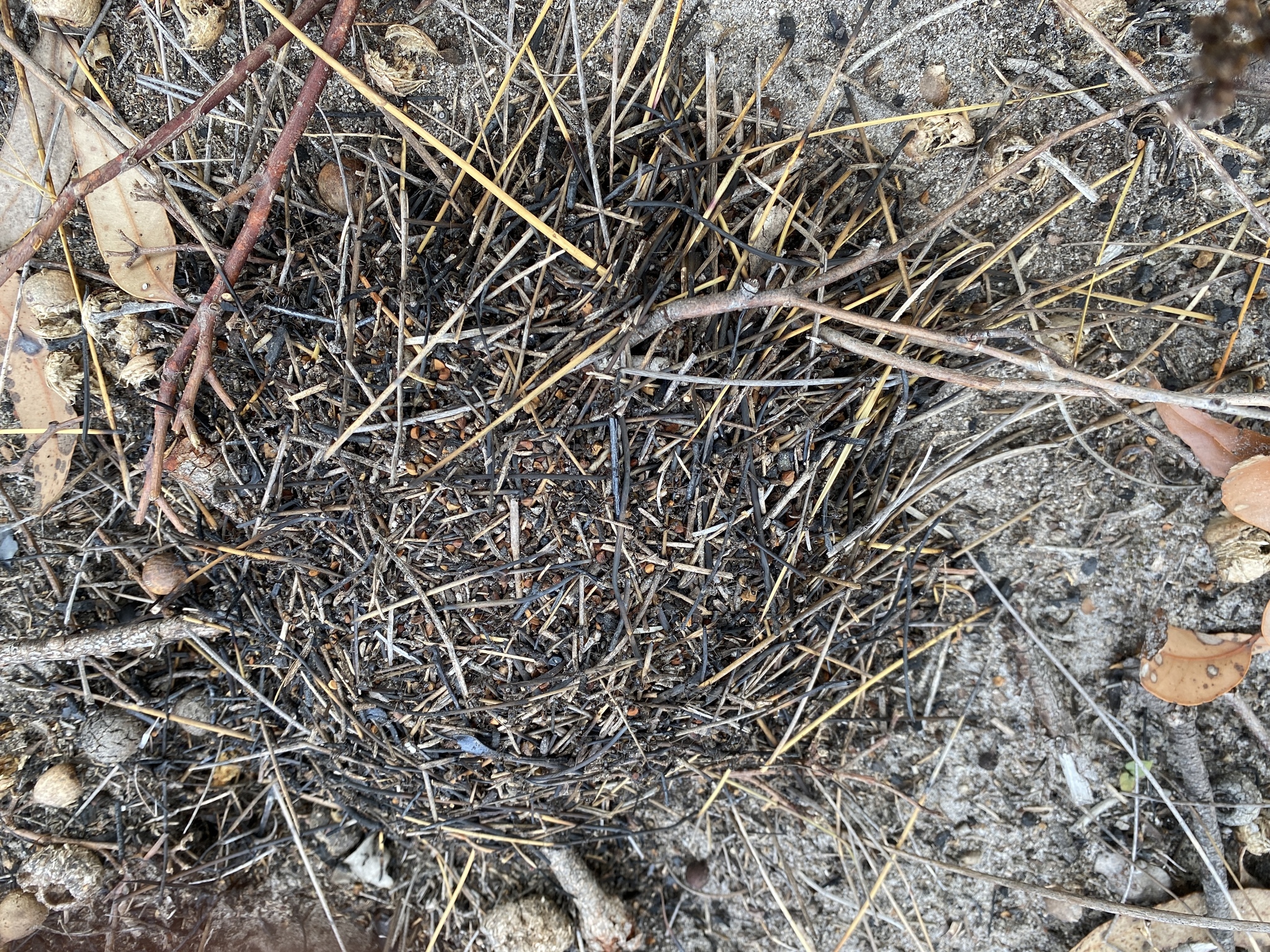 Iridomyrmex conifer