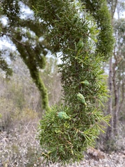 Hakea tuberculata