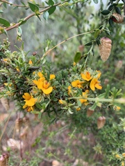 Pultenaea largiflorens