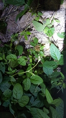 Pelophylax chosenicus