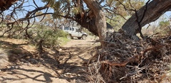 Eucalyptus socialis socialis