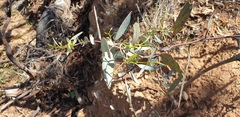 Eucalyptus socialis socialis