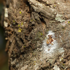 Aspidoproctus