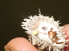 Aspidoproctus