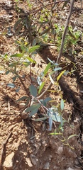 Eucalyptus socialis socialis