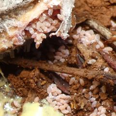 Aspidoproctus