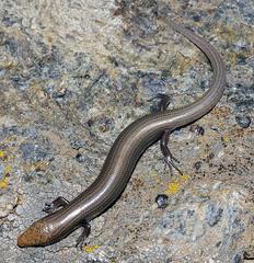 Chalcides bedriagai