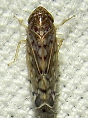 Osbornellus filamentus