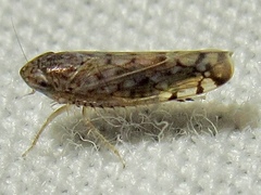 Osbornellus filamentus