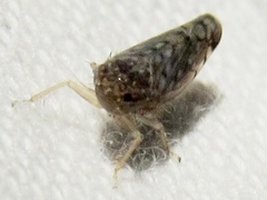 Osbornellus filamentus