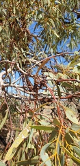 Eucalyptus socialis socialis