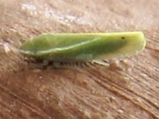 Alconeura fulminea