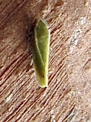 Alconeura fulminea