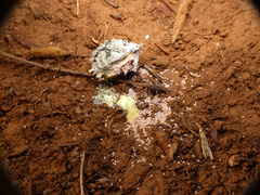 Aspidoproctus
