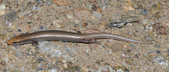 Chalcides bedriagai