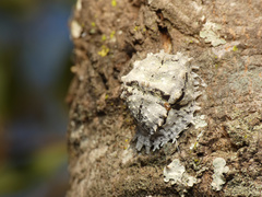Aspidoproctus